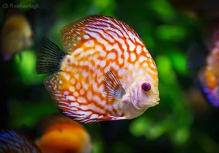 ماهی و آکواریوم